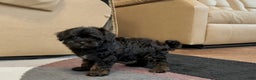 Havapoo dogs for sale: Havapoo Puppy 2 - Ad 8