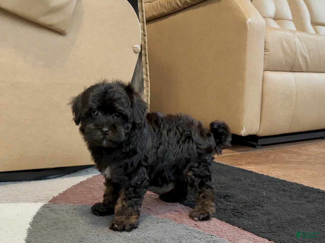 Havapoo dogs for sale: Havapoo Puppy 2 - Ad 8