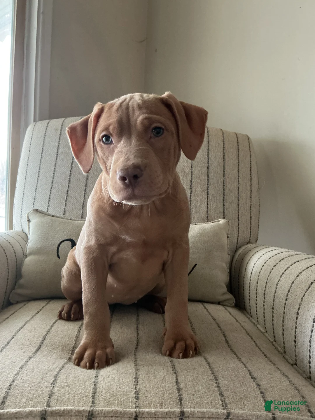 American Bully dogs for sale: Sunshine - Ad 1