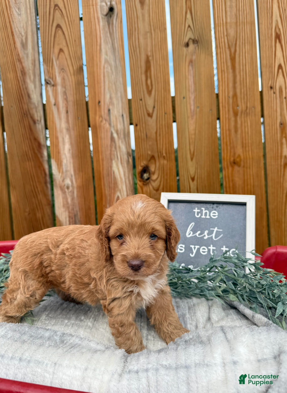 Cockapoo dogs Bentley - Ad 2