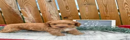 Cockapoo dogs for sale: Bentley - Ad 2
