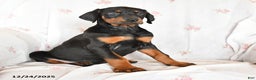 Doberman Pinscher dogs for sale: Diamond - Ad 2