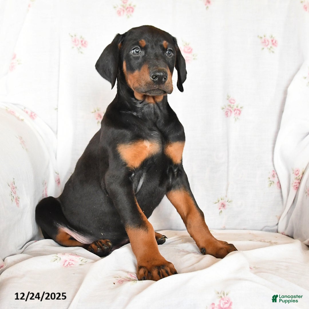 Doberman Pinscher dogs for sale: Diamond - Ad 2