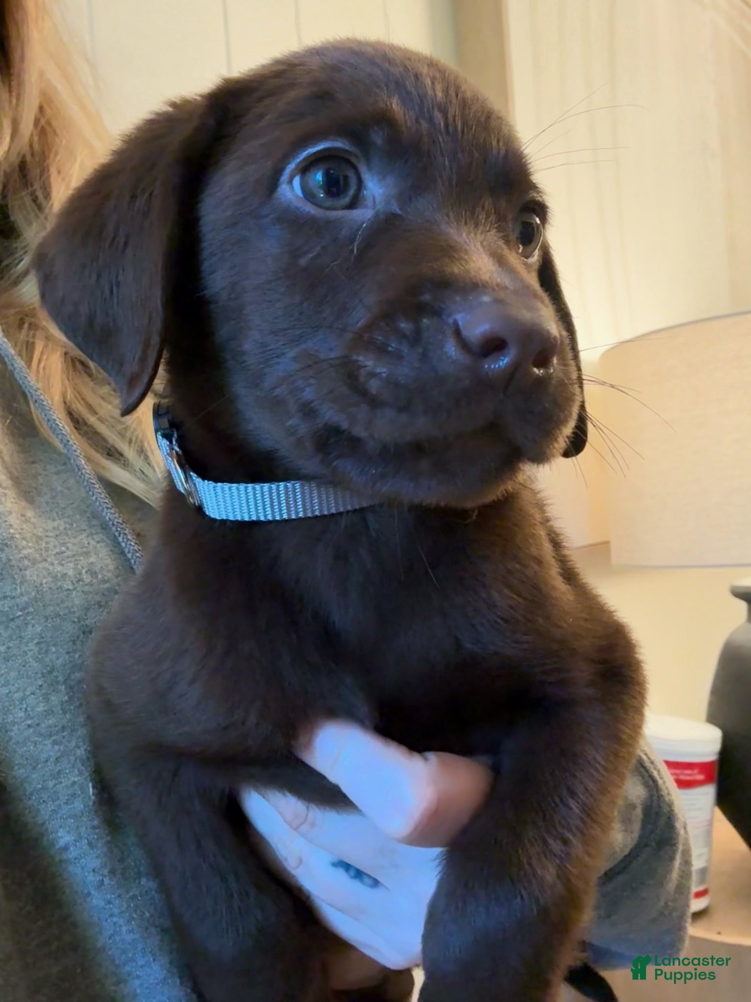 Labrador Retriever dogs Grey Collar Chocolate Lab Puppy - Ad 2