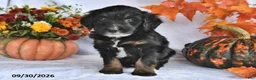 Bernedoodle dogs for sale: Cliff - Ad 4