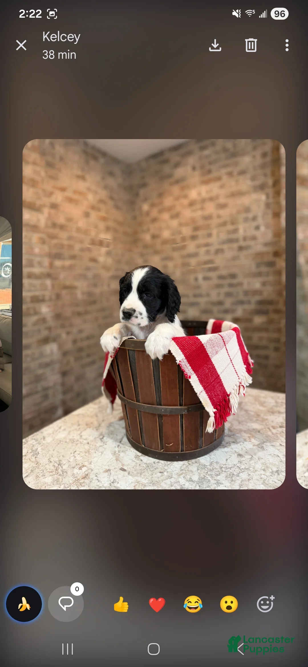 English Springer Spaniel dogs for sale: English Springer Spaniel Puppy 10 - Ad 1