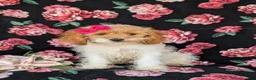 Cavapoo dogs for sale: Susanna - Ad 3