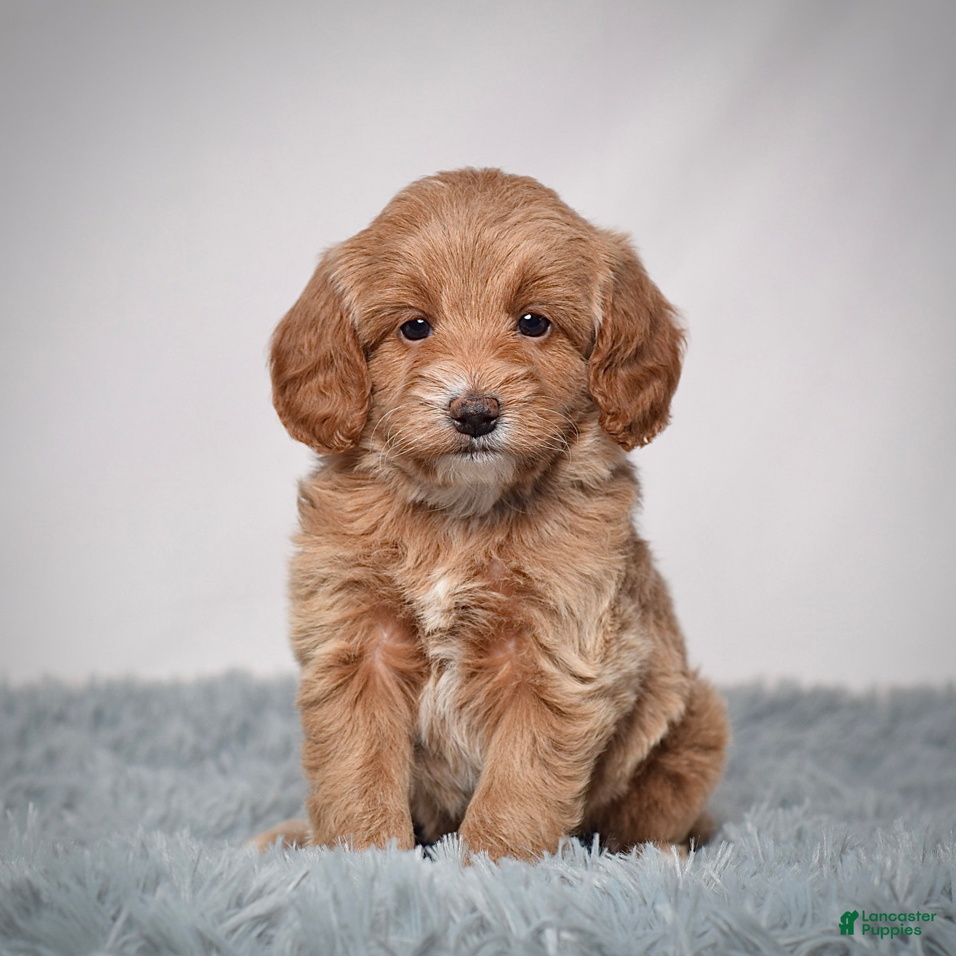 Mini Goldendoodle dogs Ms. Pearl - Ad 28