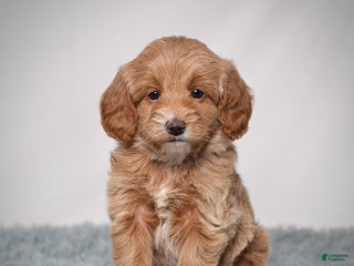 Mini Goldendoodle dogs Ms. Pearl - Ad 5