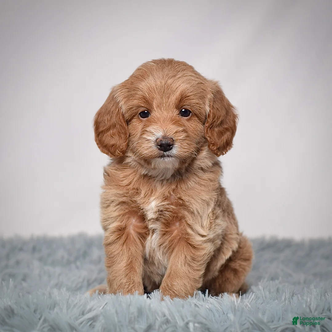 Mini Goldendoodle dogs for sale: Ms. Pearl - Ad 4
