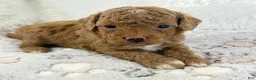 Toy Poodle dogs for sale: Asher - Ad 3