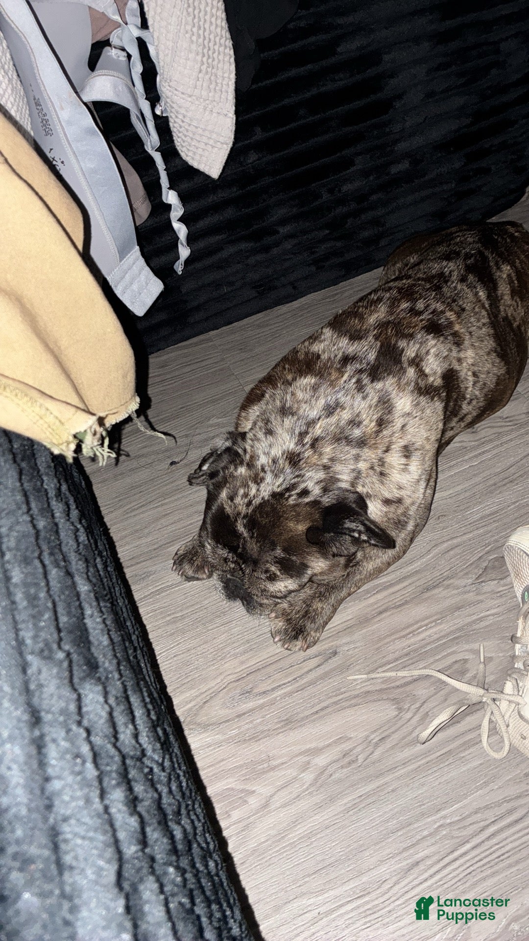 French Bulldog dogs for sale: French Bulldog Puppy 1 - Ad 3