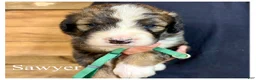 Bernedoodle dogs for sale: Sawyer- Standard F1 - Ad 4