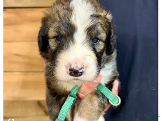 Bernedoodle dogs Sawyer- Standard F1 - Ad 40