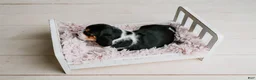 Basset Hound dogs for sale: Daisy  - Ad 5