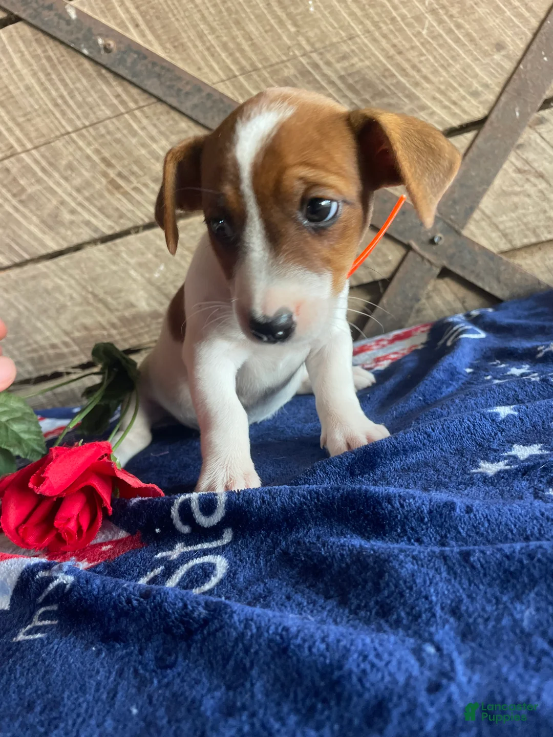 Jack Russell Terrier dogs for sale: Mona - Ad 2