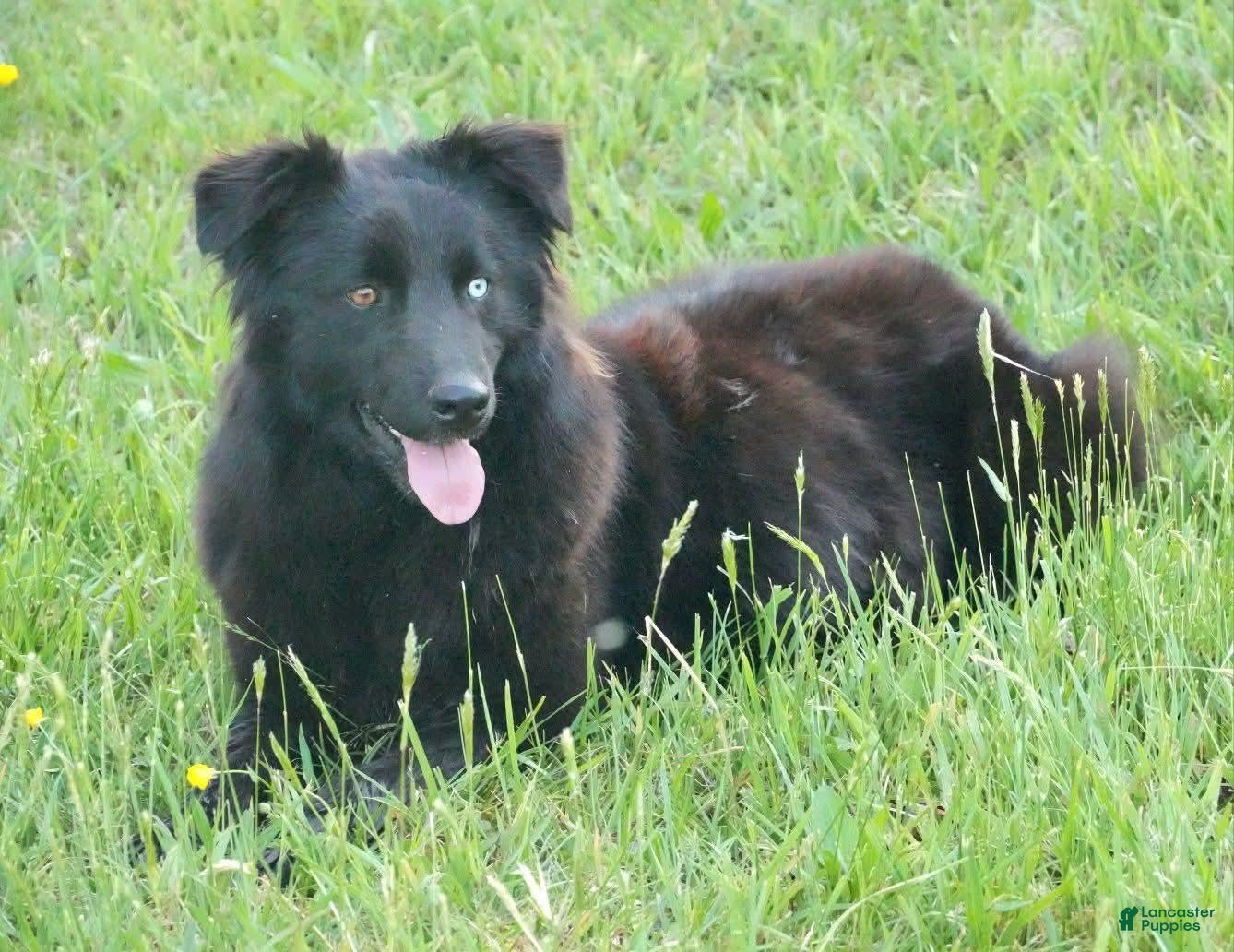 Australian Shepherd dogs for sale: Diesel  - Ad 2