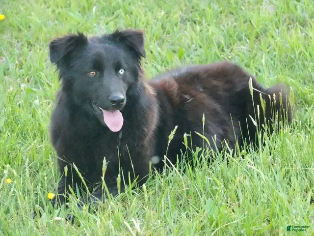 Australian Shepherd dogs for sale: Diesel - Ad 2
