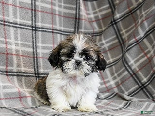 Shih Tzu dogs Moose Tracks - Ad 20