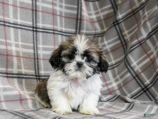 Shih Tzu dogs Moose Tracks - Ad 5