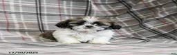 Shih Tzu dogs for sale: Moose Tracks - Ad 6