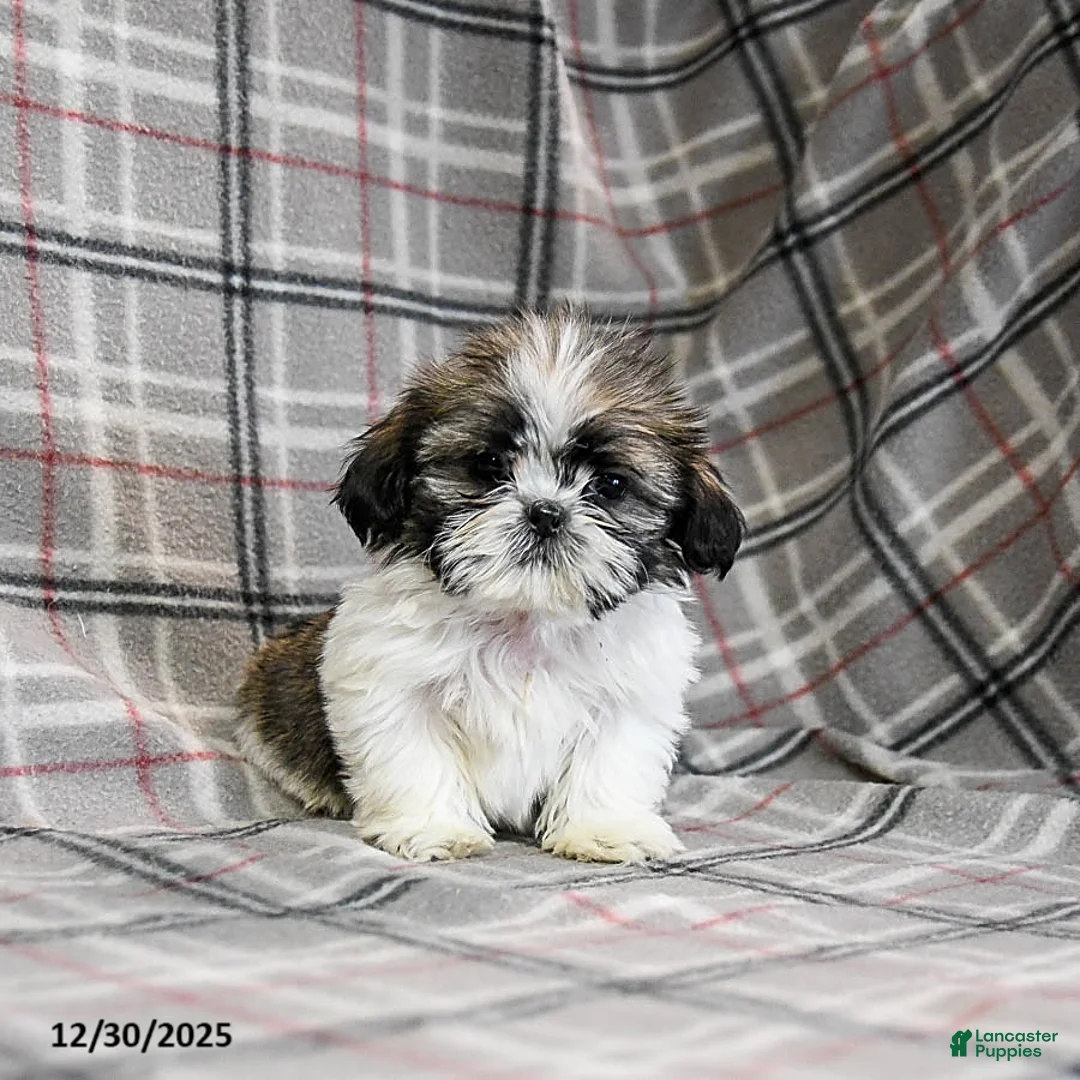 Shih Tzu dogs for sale: Moose Tracks - Ad 6