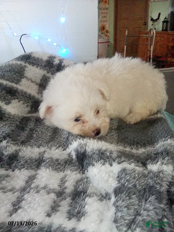 Pomapoo dogs Hermione - Ad 2