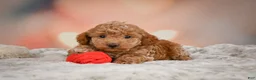 Toy Poodle dogs for sale: Davis - Ad 4