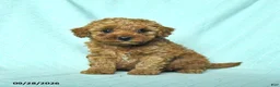 Toy Poodle dogs for sale: Rosie - Ad 3
