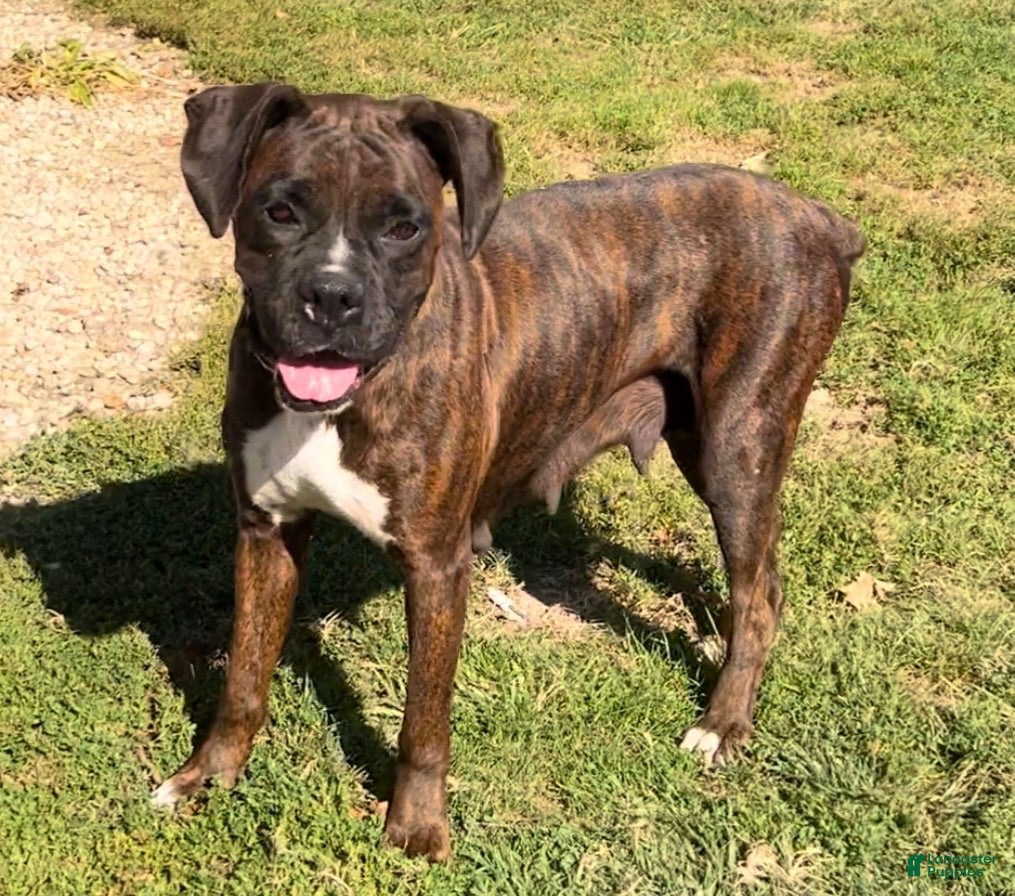 Boxer dogs Trixie - Ad 2
