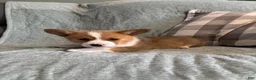 Welsh Corgi Pembroke dogs for sale: Welsh Corgi Pembroke 3 - Ad 19