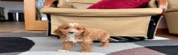 Cockapoo dogs for sale: Cockapoo female 3 - Ad 8