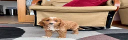 Cockapoo dogs for sale: Cockapoo female 3 - Ad 8