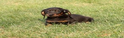Miniature Dachshund dogs for sale: Phillip - Ad 5