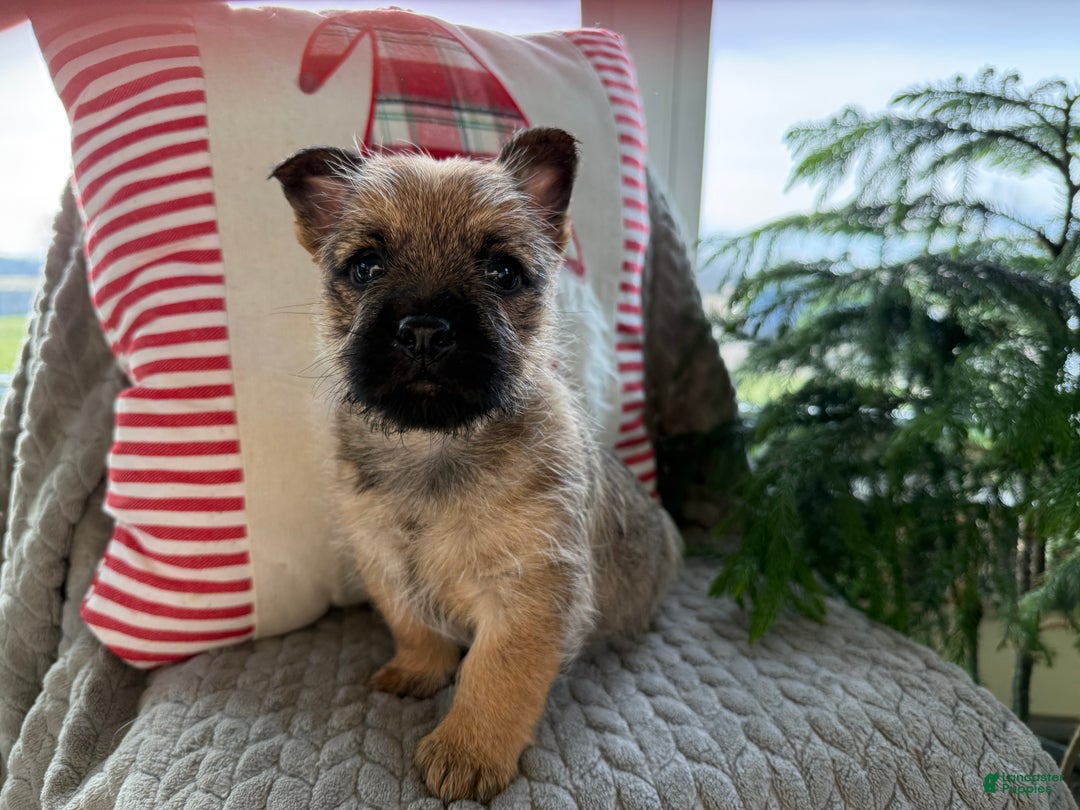 Cairn Terrier dogs for sale: Jo - Ad 4
