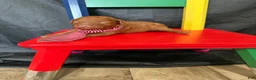 Toy Poodle dogs for sale: Akc Red Toy Poodle Red Tie - Ad 3