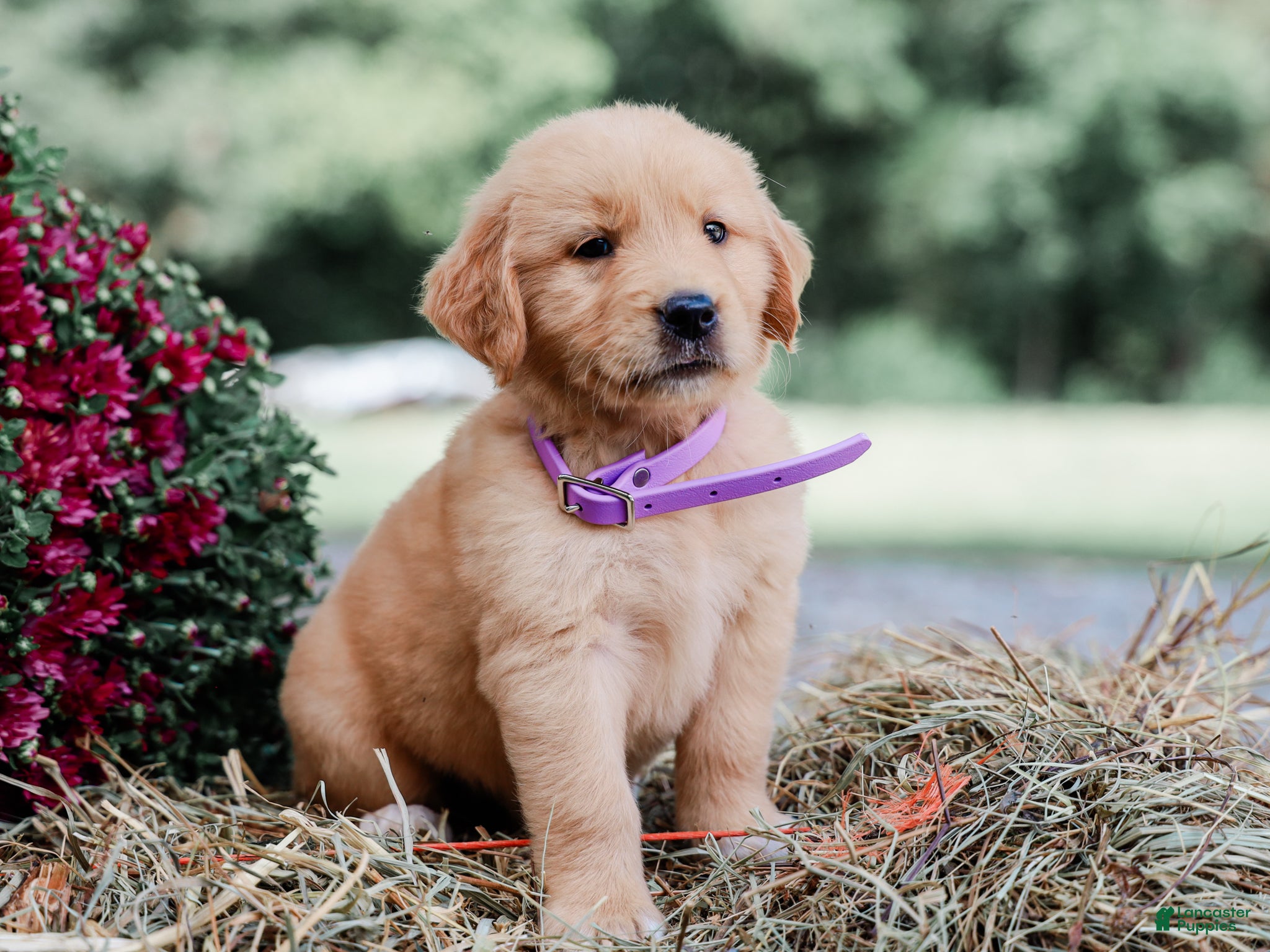 Golden Retriever dogs Amber AKC Golden Retriever - Ad 1