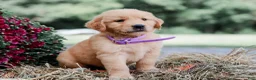 Golden Retriever dogs for sale: Amber AKC Golden Retriever - Ad 4