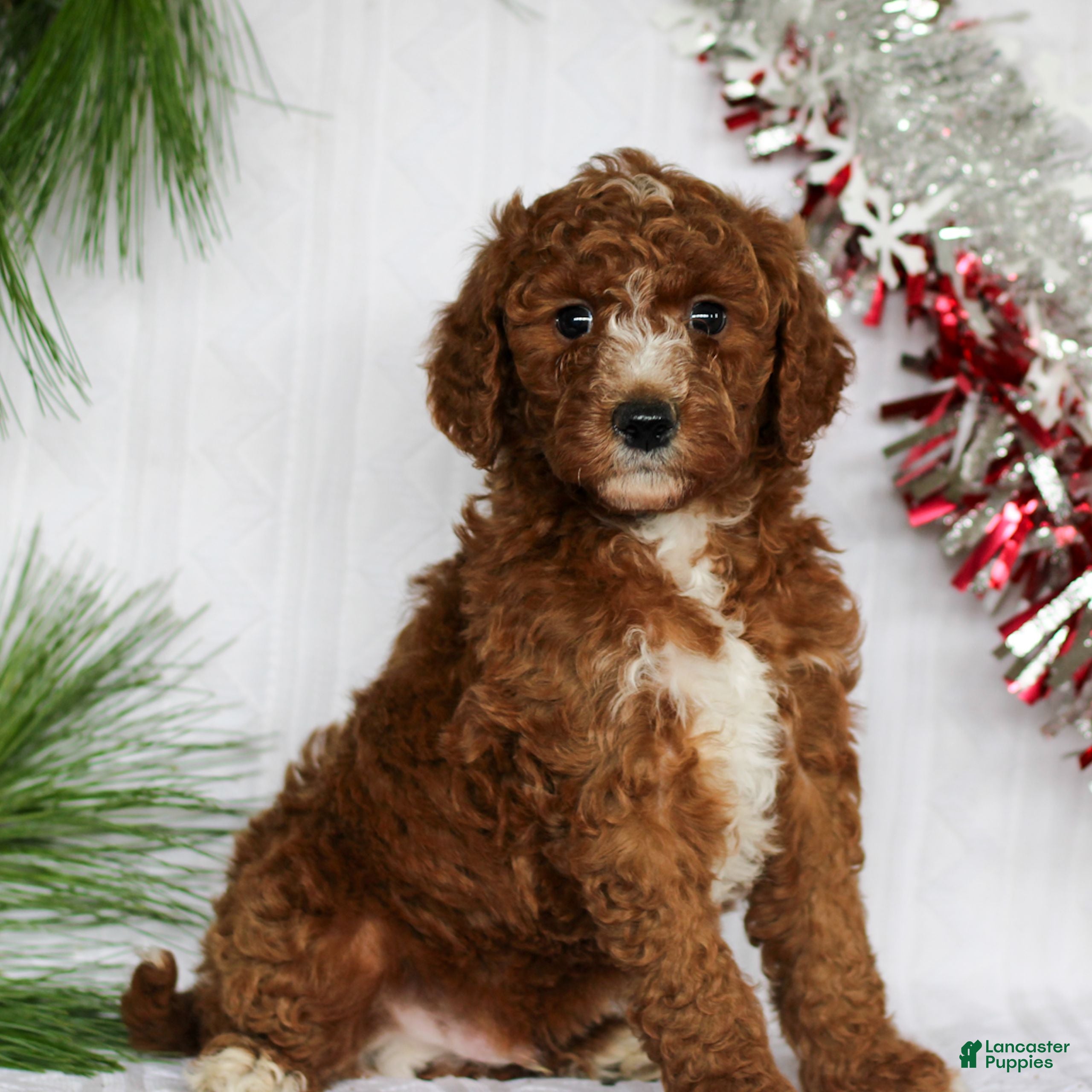 Mini Goldendoodle dogs Caramel  - Ad 10