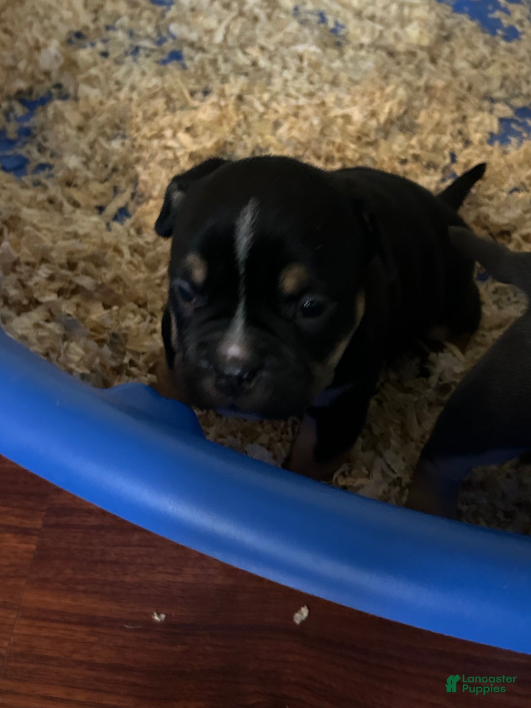 American Bully dogs for sale: American Bully Puppy 5 - Ad 1