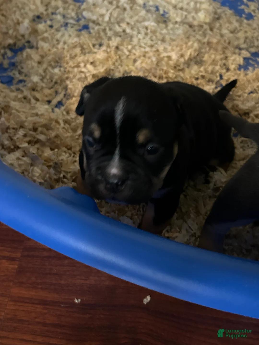 American Bully dogs for sale: American Bully Puppy 5 - Ad 1