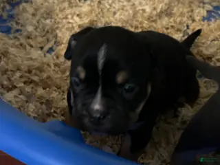 American Bully dogs American Bully Puppy 5 - Ad 31