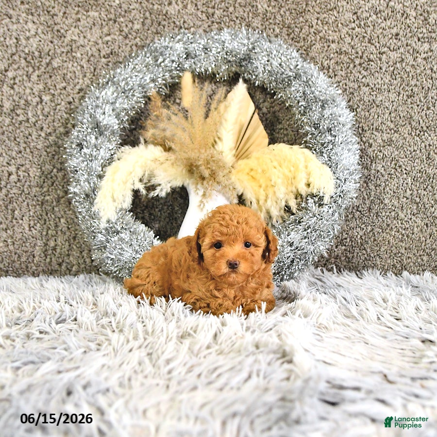 Toy Poodle dogs Mia  - Ad 1