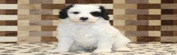 Mini Bernedoodle dogs for sale: AJ - Ad 2