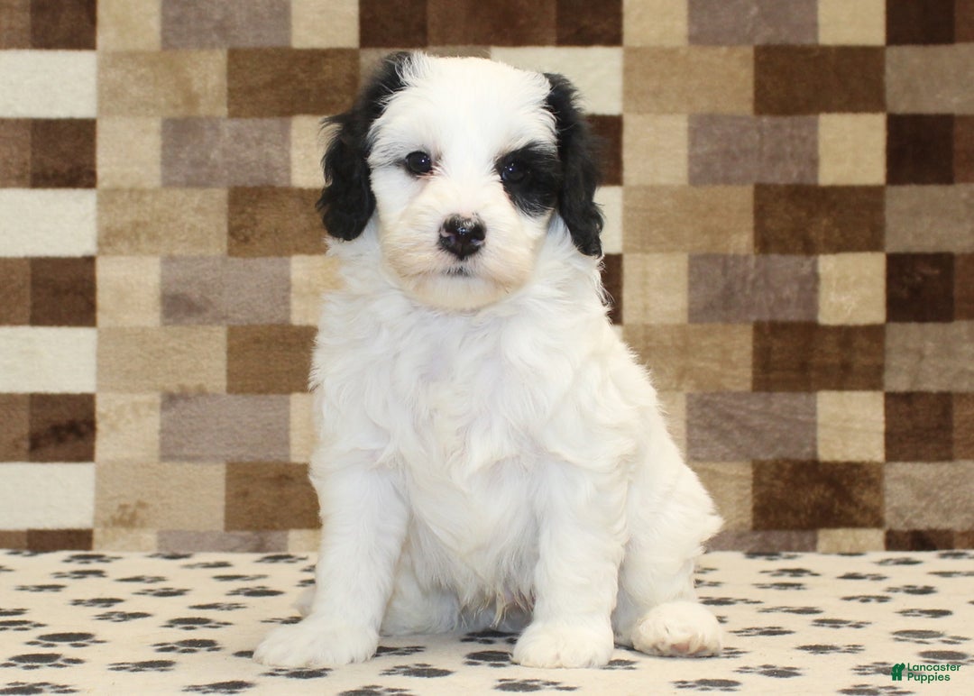 Mini Bernedoodle dogs for sale: AJ - Ad 2
