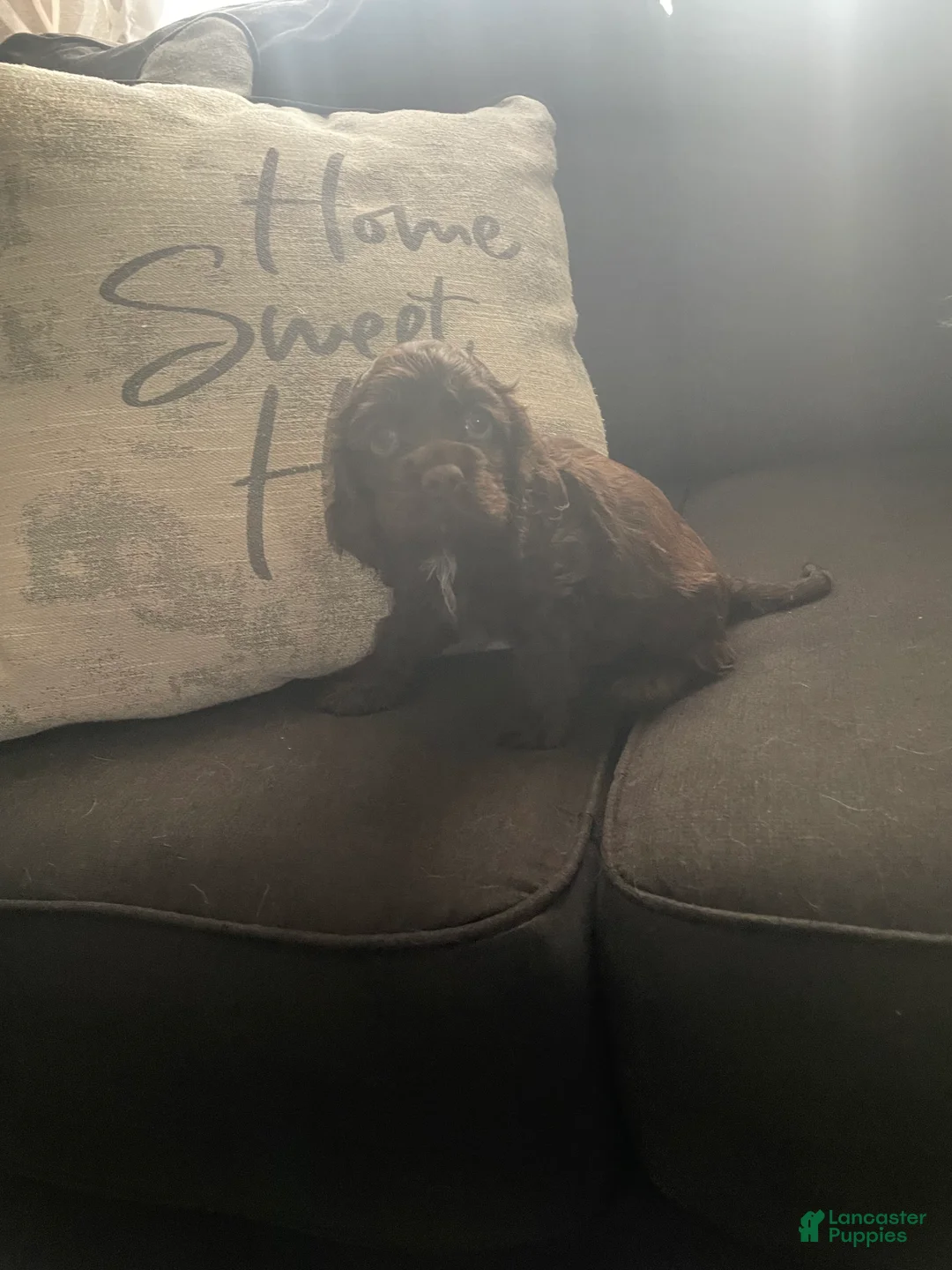Cocker Spaniel dogs for sale: Cocker Spaniel 1 - Ad 1