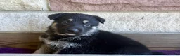 German Shepherd dogs for sale: MJ - Ad 12