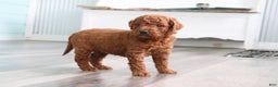 Mini Goldendoodle dogs for sale: MaJasmin - Ad 3