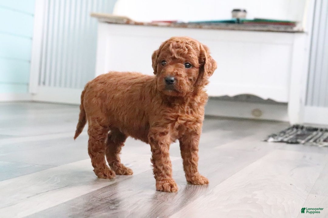 Mini Goldendoodle dogs for sale: MaJasmin - Ad 3