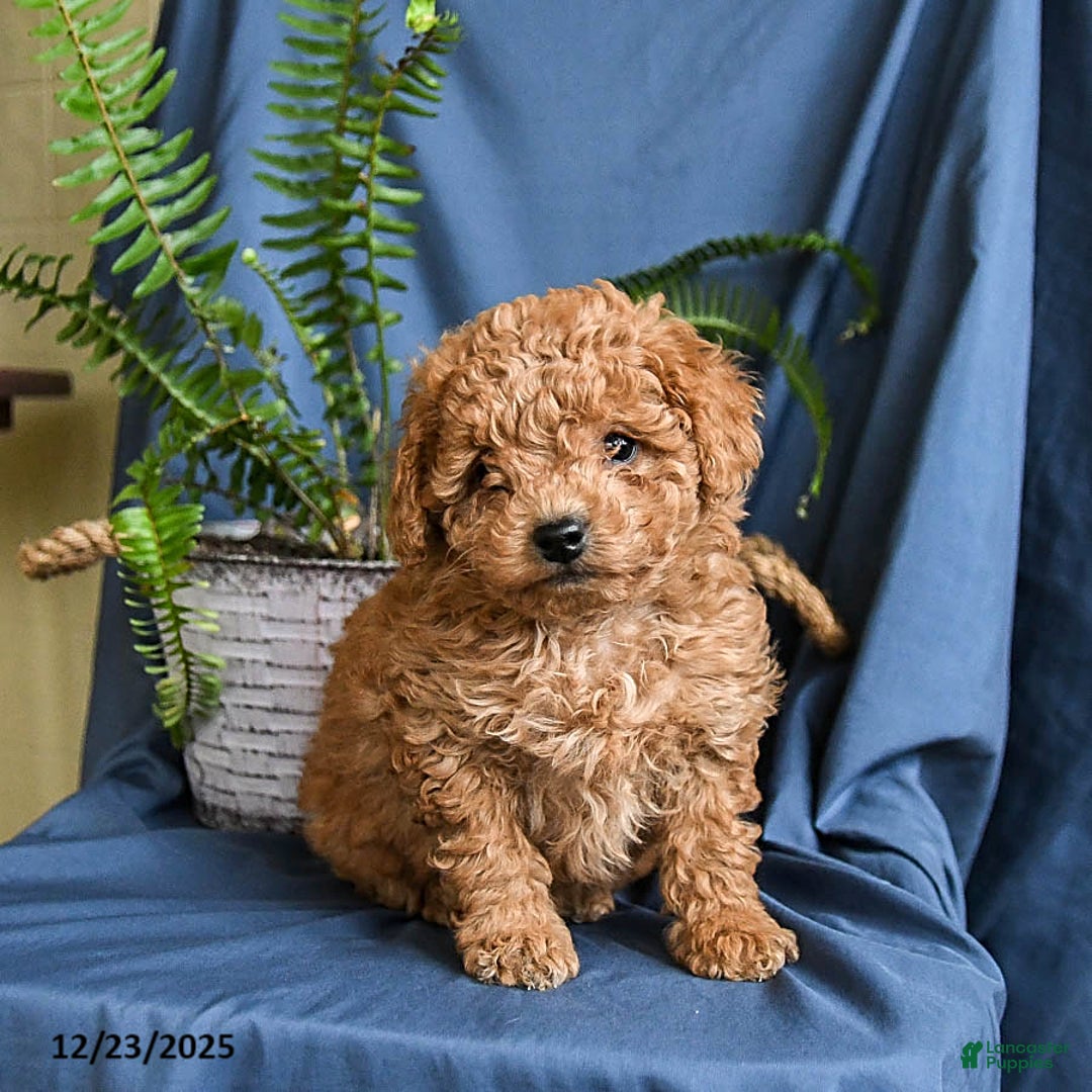 Maltipoo dogs for sale: Coco  - Ad 4